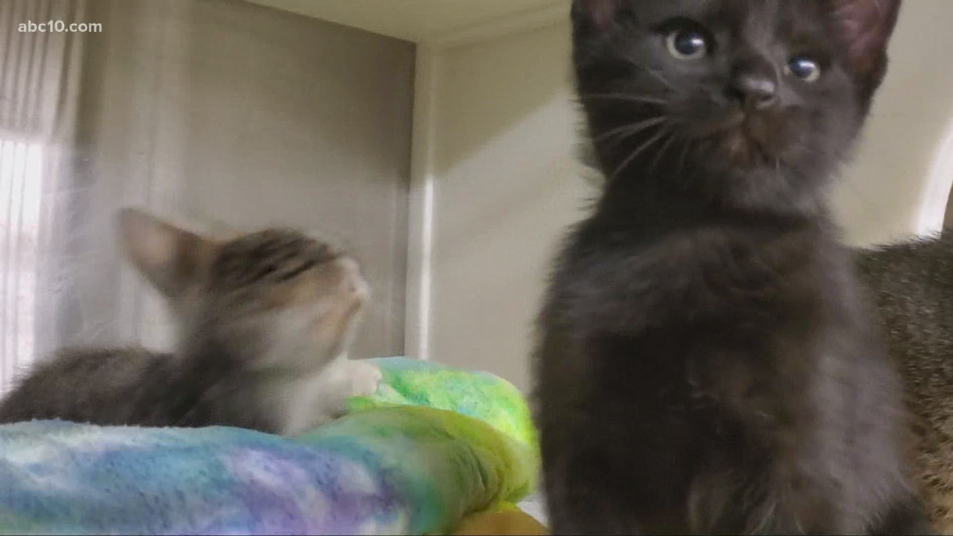 Yolo County Animal Shelter brings some 'Paw'sitivity (and kittens looking for new homes)