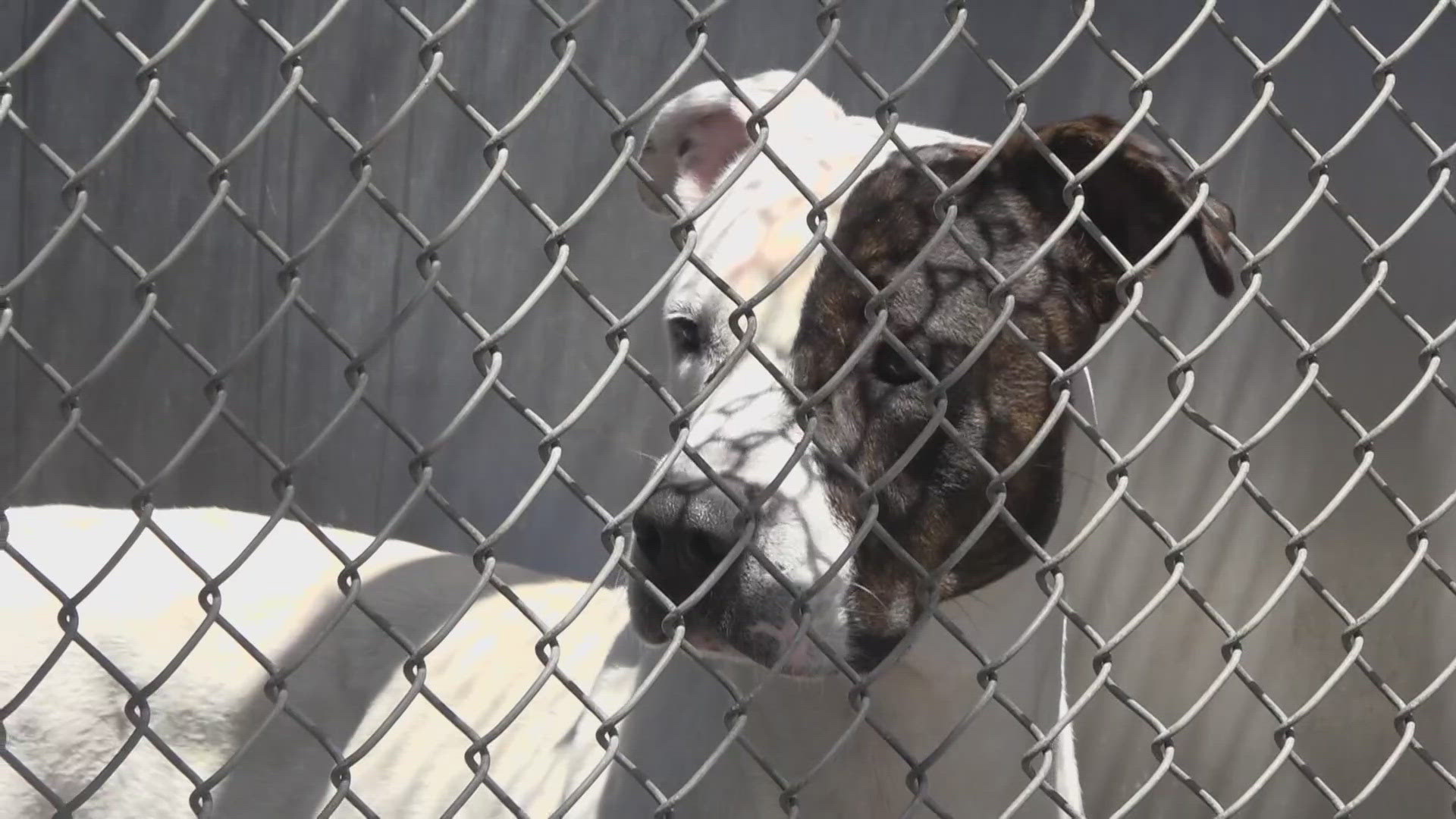 More than 170 California animal shelters had no adoption fees Saturday.