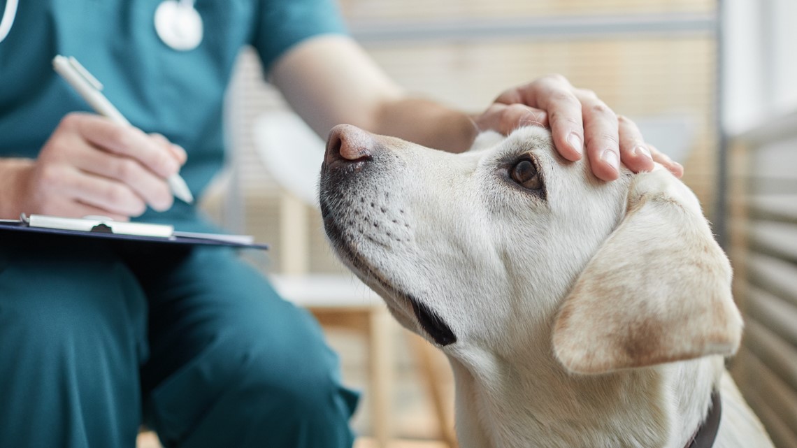 Dog illness in California: Mystery sickness reported in CA