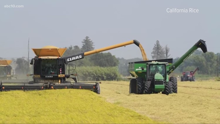 California rice industry takes a hit as drought drags on