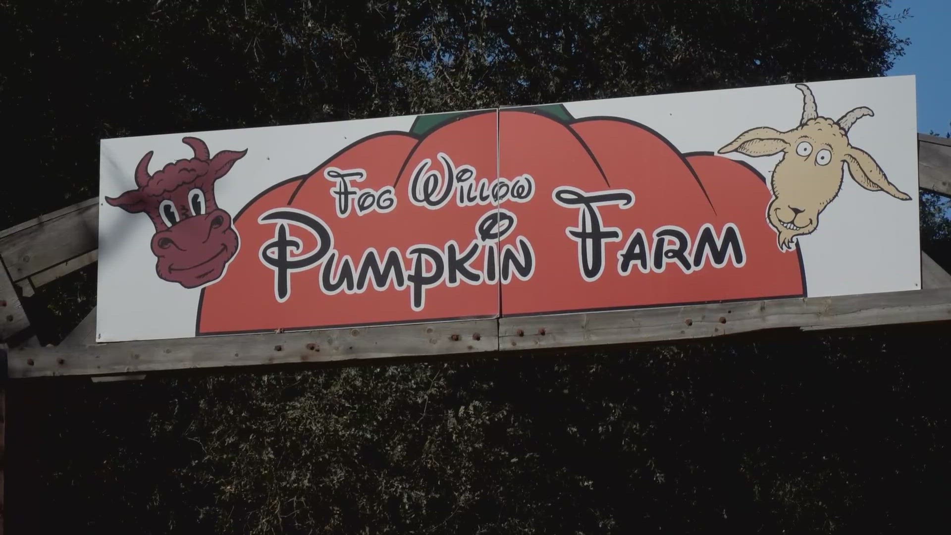 The land at Fog Willow Farms is now flooded with pumpkins and livestock instead of water from the New Years storms.