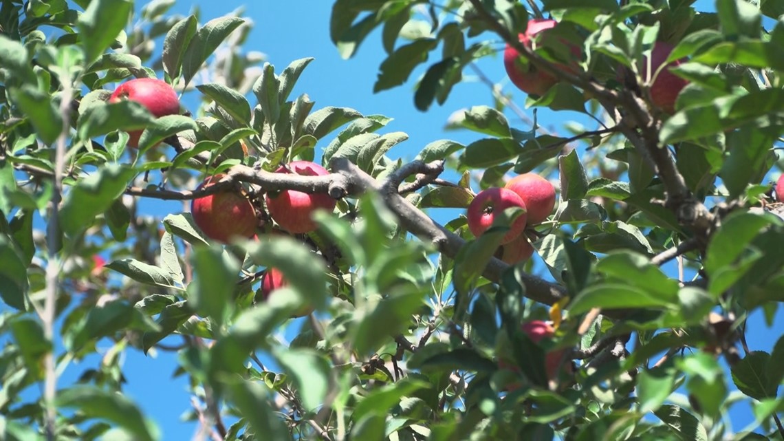 Apple Hill adapting to warmer days and nights - Vimarsana News
