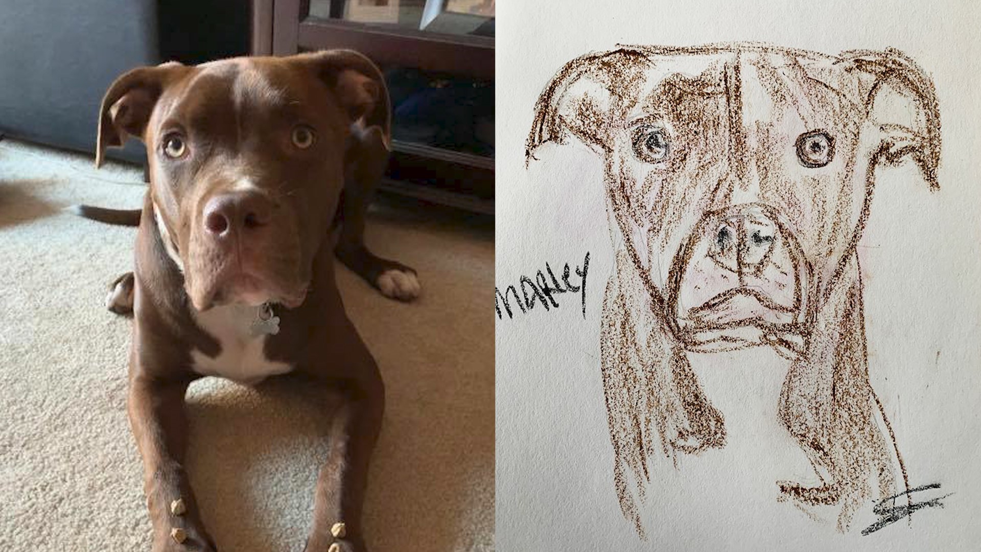 Animal shelter staff and volunteers draw pet portraits for donors |  