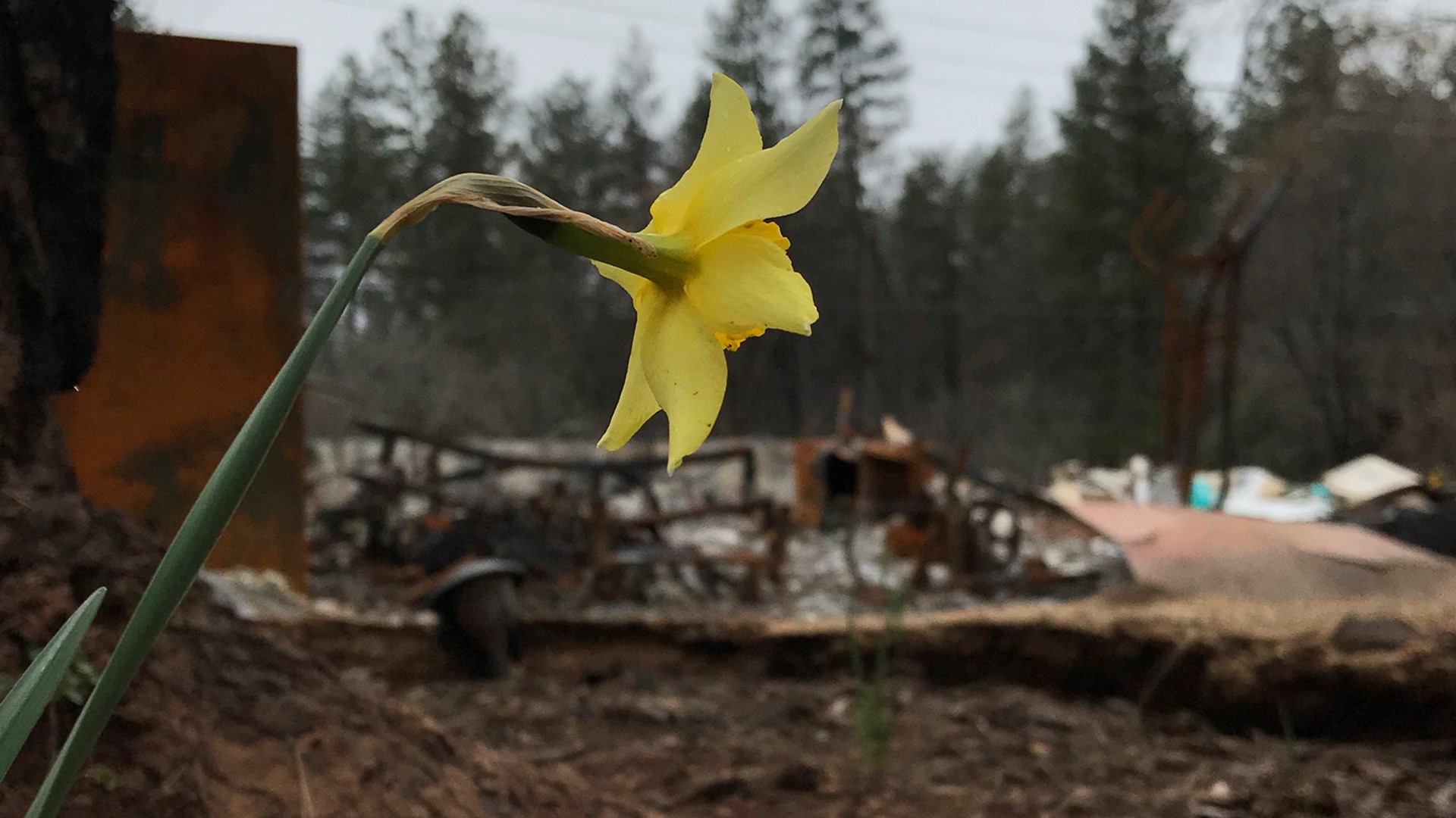 Flowers are springing up in Paradise, California. It's a sign of new life, just four months after the Camp Fire destroyed much of the town and killed at least 85 people.