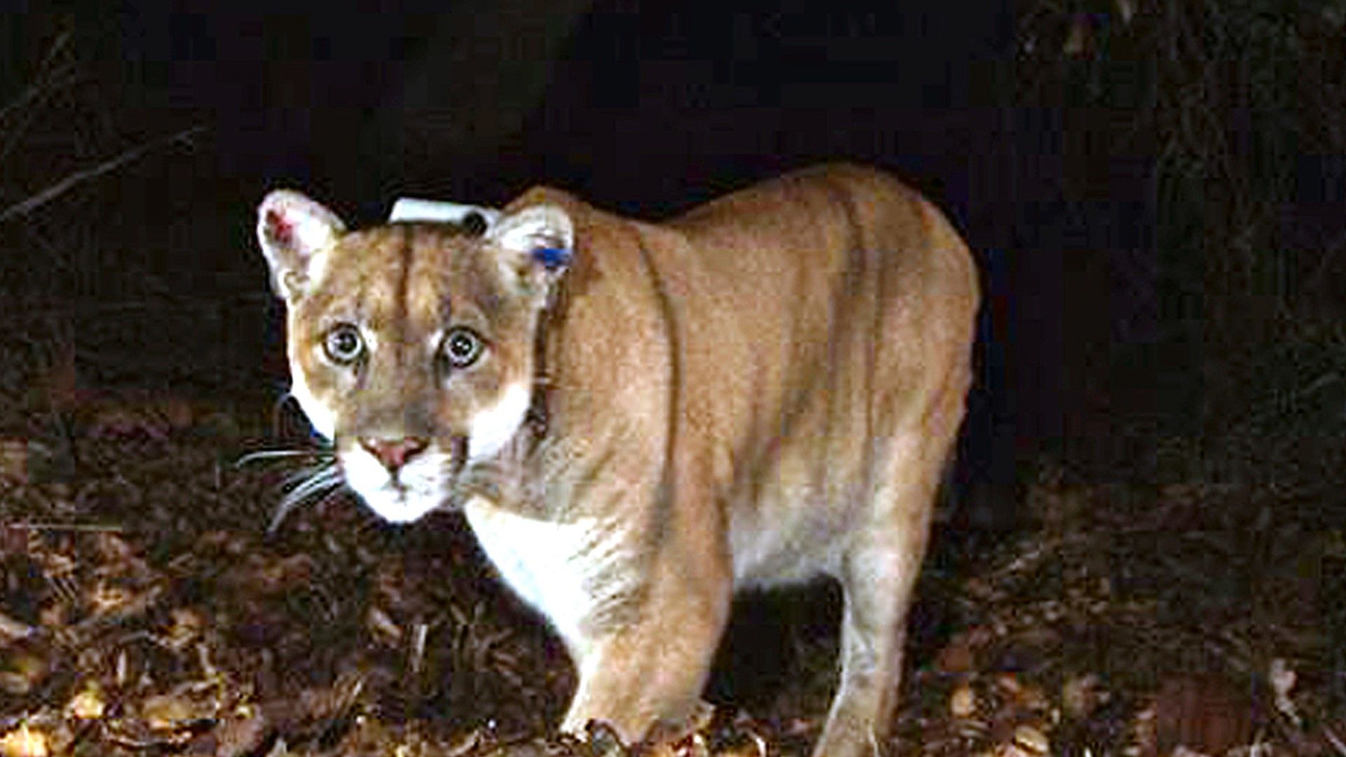 A famed Hollywood mountain lion, P-22, was euthanized this weekend. And more in your Top 10 headlines.