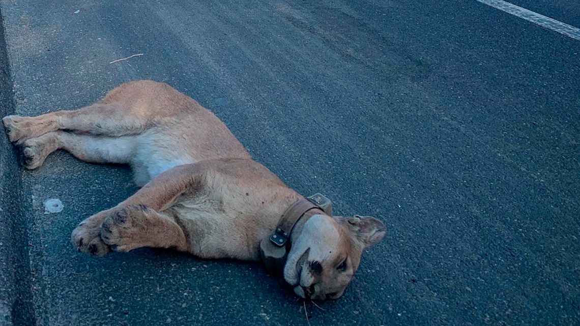 California mountain lion killed by vehicle along U.S. 101 in LA | abc10.com