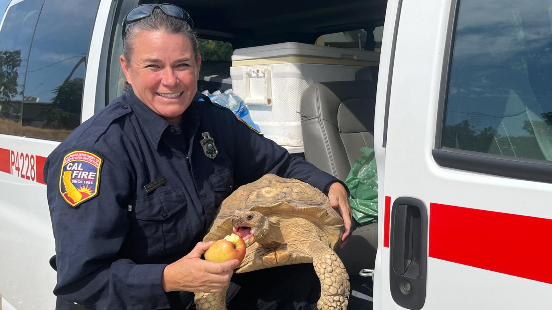 Maria Fire: Tortoise rescued from wildfire | abc10.com