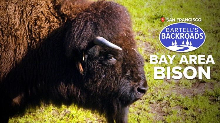 San Francisco's bison herd | Bartell's Backroad