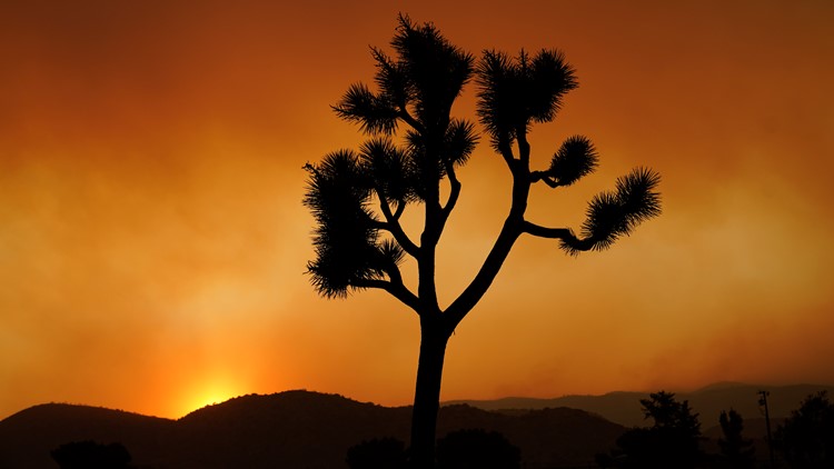California delays decision to list Joshua tree as threatened