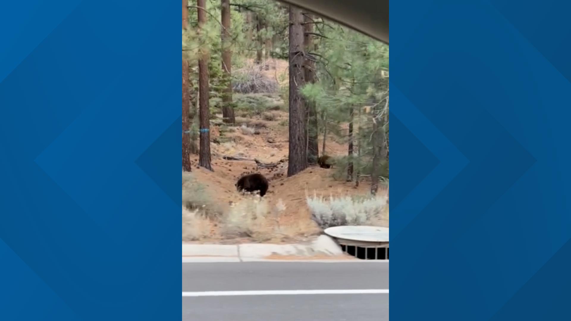 ABC10's Devin Trubey spotted a few bears on her way back from Tahoe Friday evening.