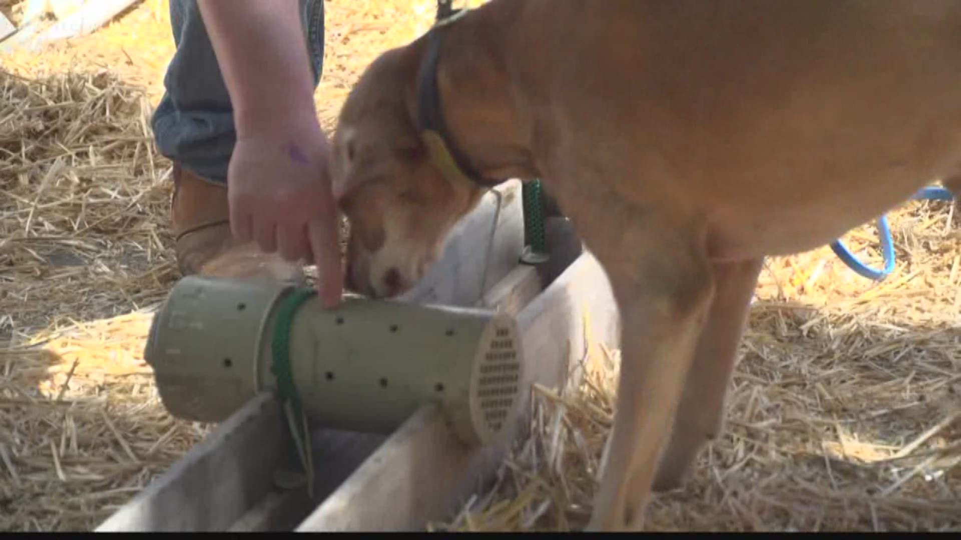 The rules are pretty simple. Live rats are put into small cages and those cages are hidden in hay bales, then a dog is released to find it. (April 12, 2018)