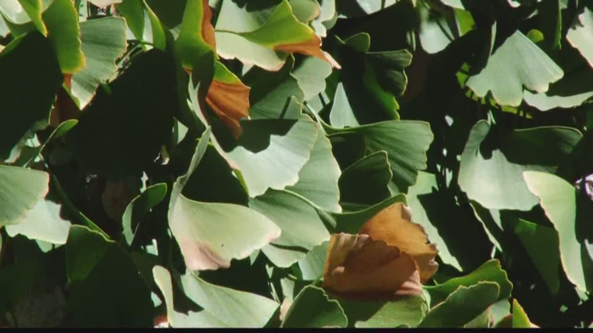 An odor from a stinky tree is moving through Sacramento.