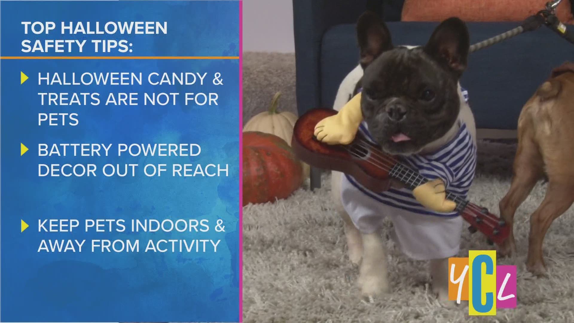 Aubrey Aquino chats with Veterinarian Lisa Hess about how you can keep your pets safe this Halloween while still having fun.