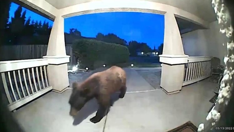 'That's no darn dog!' | Bear spotted roaming through Fairfield neighborhood