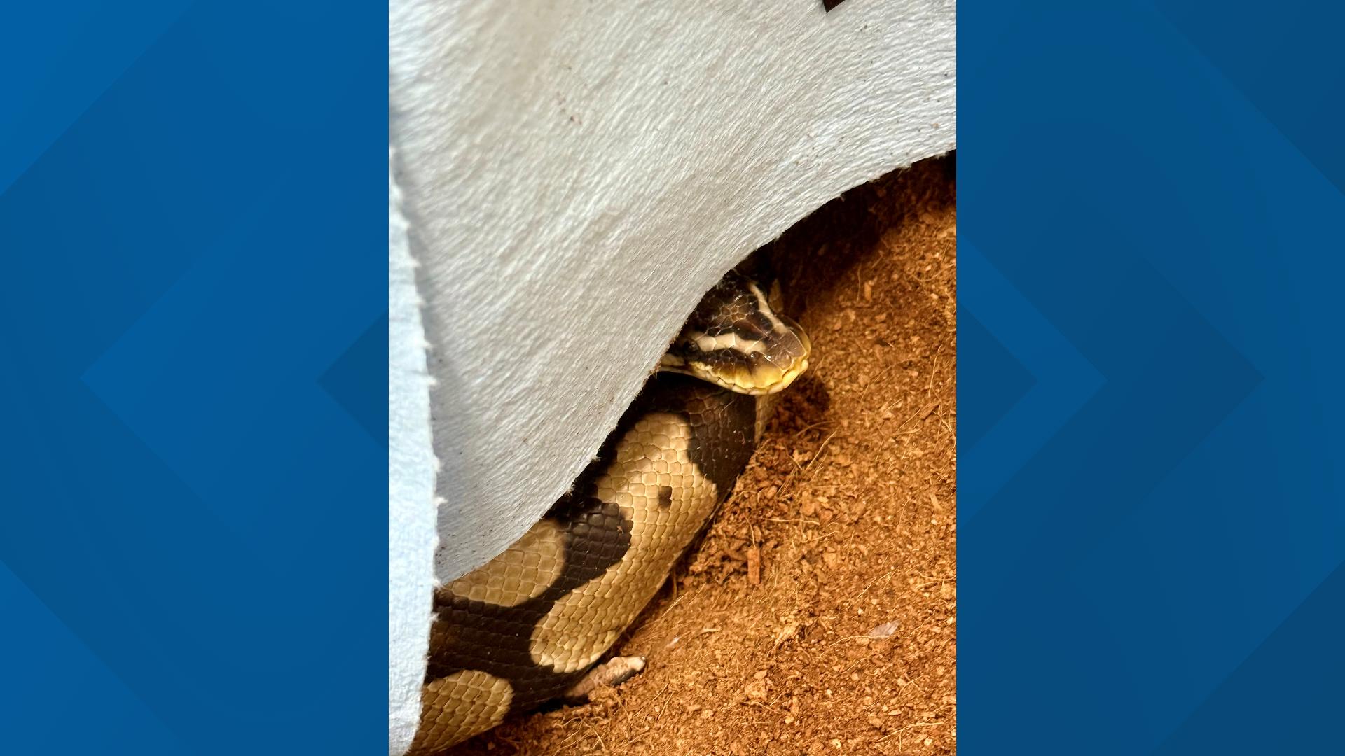 Orangevale woman gets answers after finding ball python in toilet ...