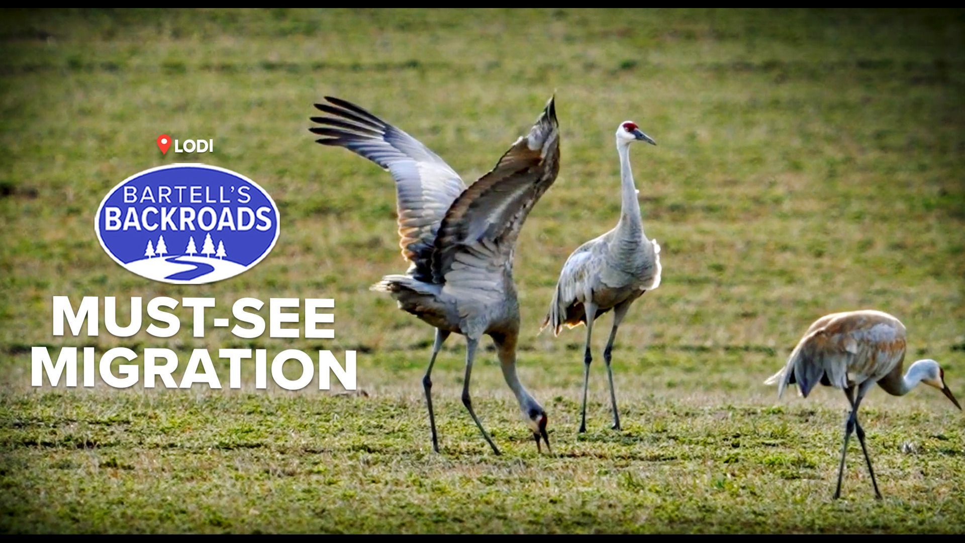 Each year, birdwatchers flock to Lodi, California, to witness the majestic migration of Sandhill Cranes to their winter home in the Sacramento Valley.