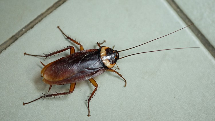 Cockroaches in California | What Roseville residents need to know