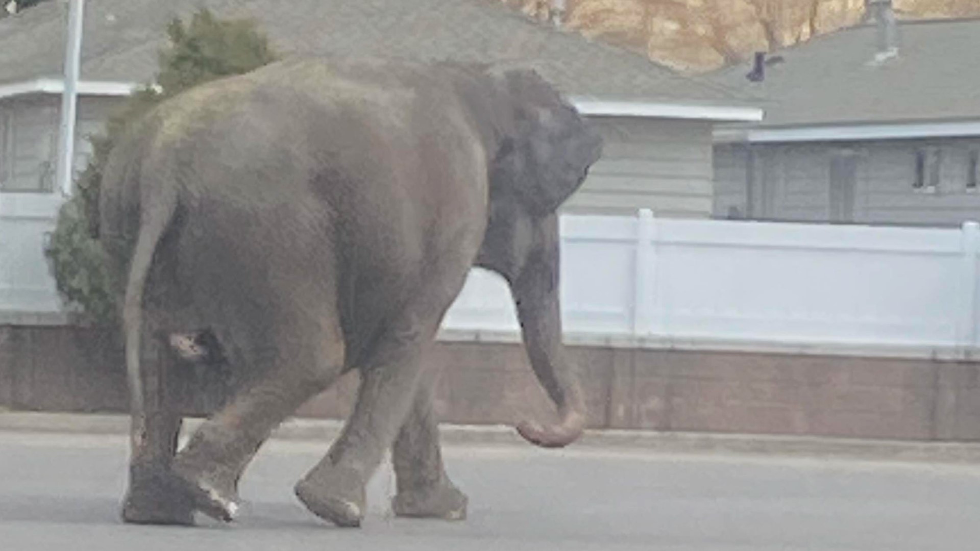 A circus elephant got loose and roamed through traffic in Butte, Montana on Tuesday
