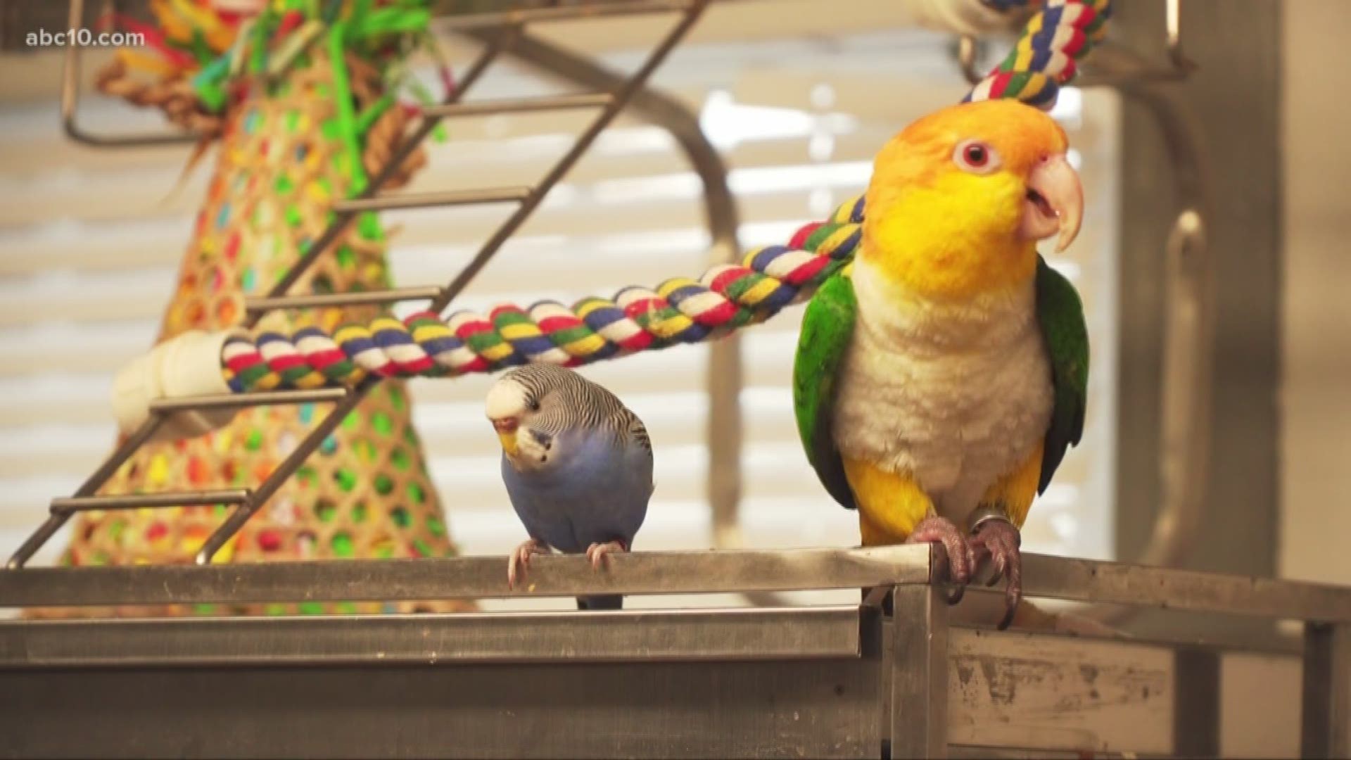 Kyle Trambley and his parrot, Inca, were just hanging out at Drake's The Barn. Then, they met an unlikely friend in need of help.