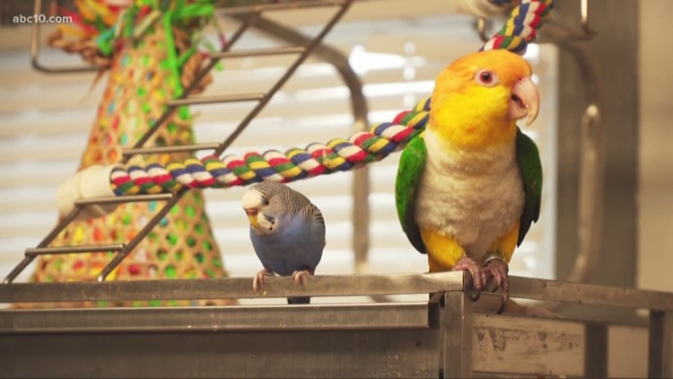 Rescued bird steals hearts before its return to nature > Sacramento  District > Sacramento District News Stories