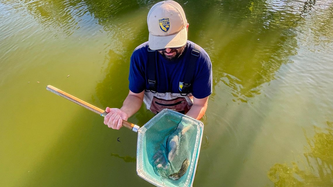 CA aims to introduce anglers to native warm-water tolerant fish - Vimarsana News