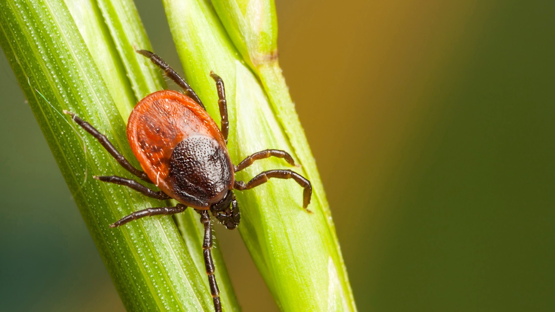 Ticks are loving the extended spring season, and they're showing it by reproducing.