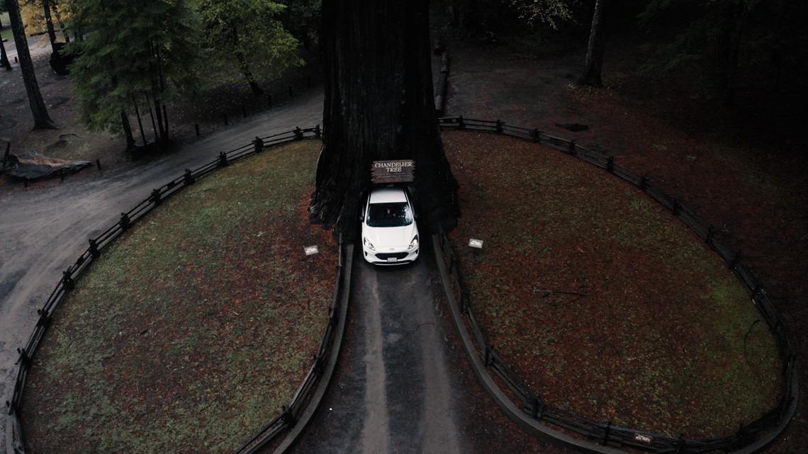 Chandelier Tree in Humboldt County, explained - Vimarsana News
