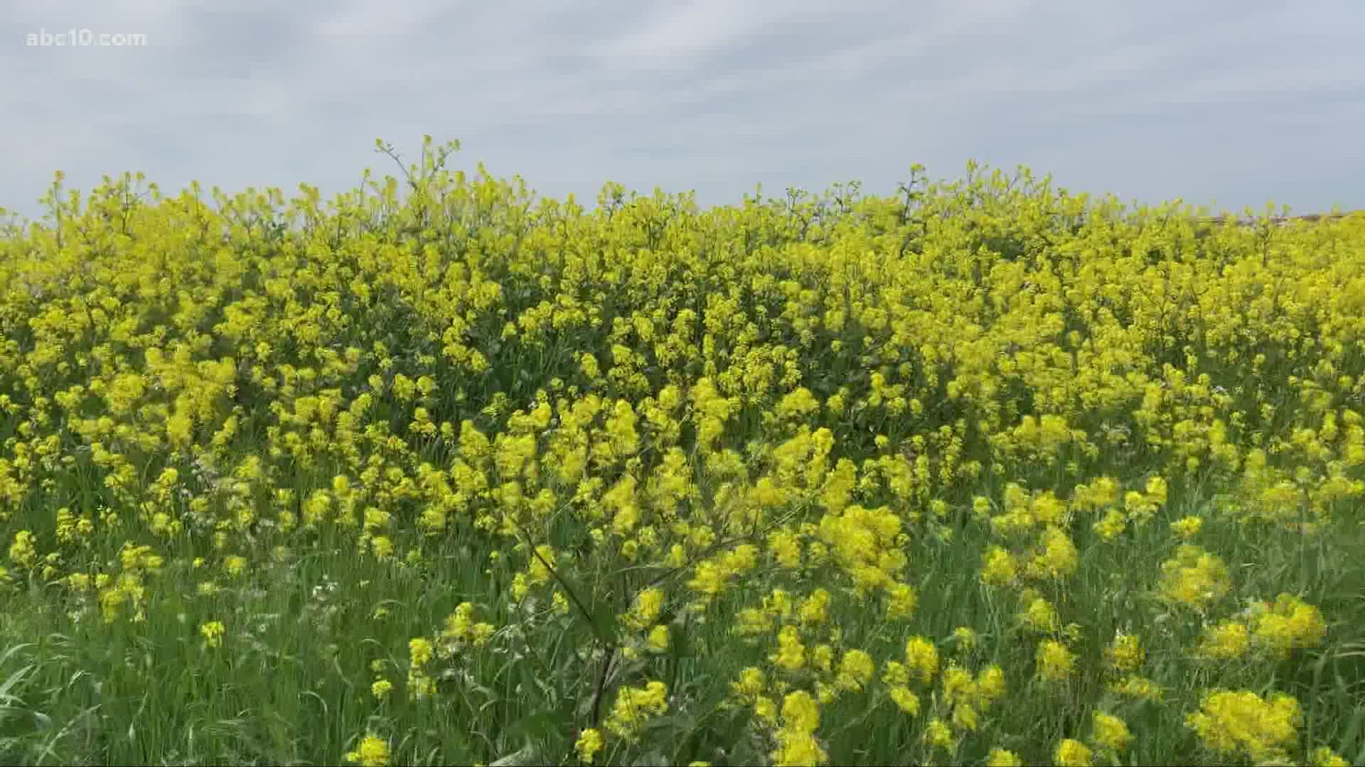 Pollen in those mustard weeds and other plants across Northern California are going to kick up with the wind this week. Here's what you can do for your allergies.