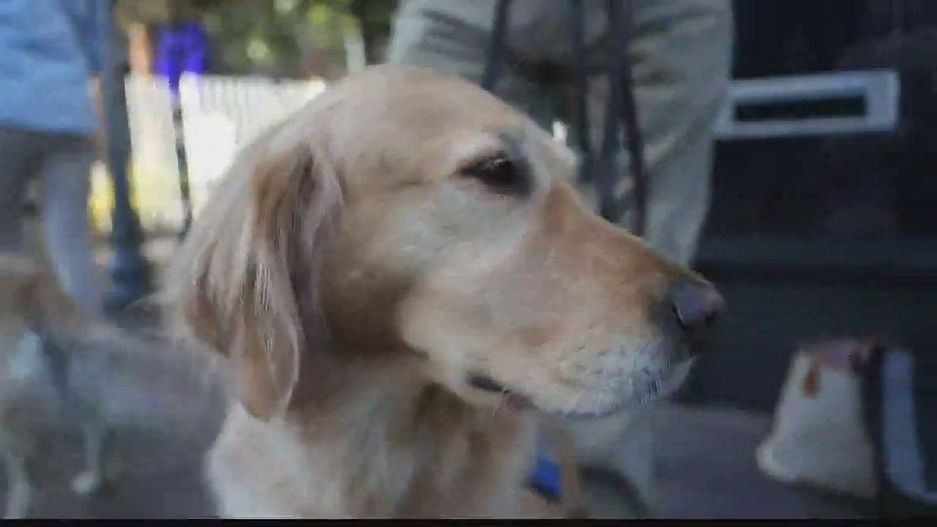 Yuba City golden retriever one of comfort dogs deployed to Las Vegas