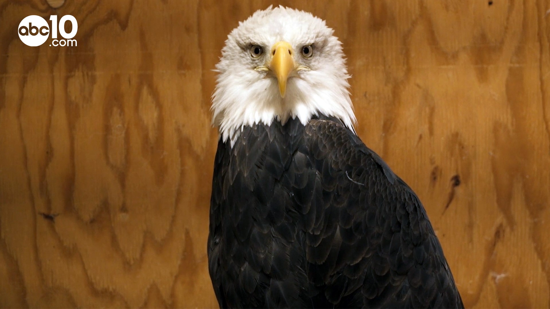 Injuries go beyond burns say volunteers and staff at Lake Tahoe Wildlife Care.