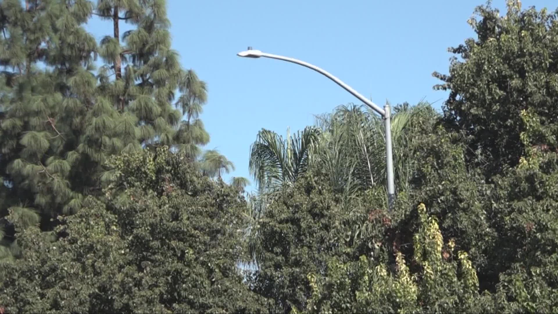 More Trees And Street Lamps 