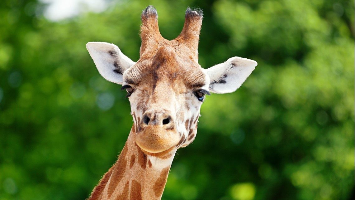Safari park in Santa Rosa stripped of accreditation Safari park in Santa Rosa stripped of accreditation