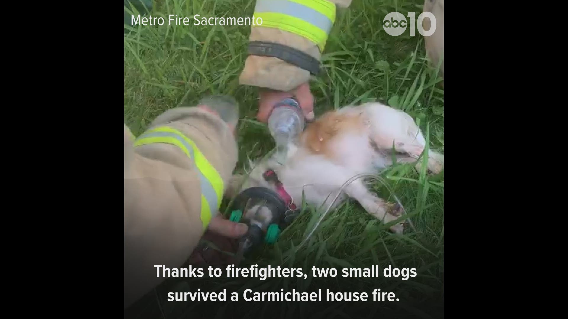 Sacramento Metropolitan Fire District firefighters rescued and revived two small dogs after a house fire in Carmichael Wednesday night. Looks like Coco and Kiwi are safe, sound and back in loving arms after the crews hard work!