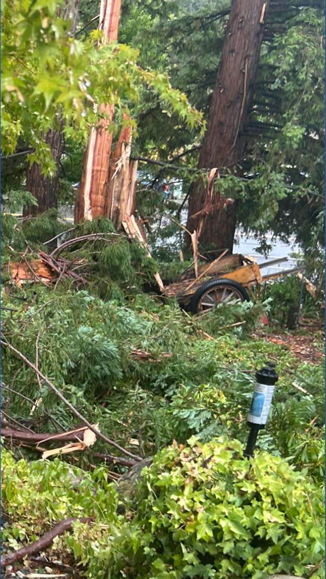 Lightning destroys 120-foot redwood in Rocklin neighborhood | abc10.com