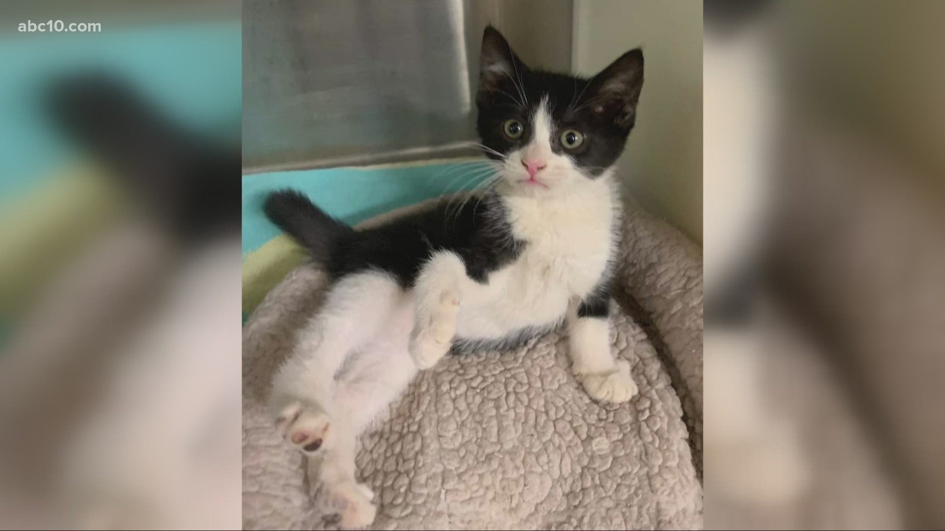 The Yolo County Animal Shelter is celebrating National Kitten Day by trying to find fur-ever homes for the many sweet kitties that have come to the shelter recently.