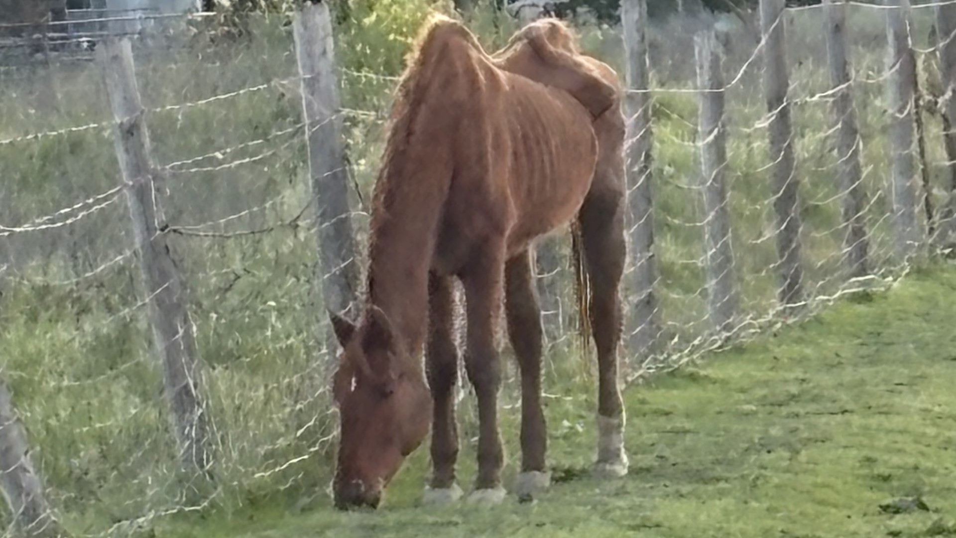 A horse owner is under investigation after the Solano County Sheriff Animal Control were called about a dead horse and other malnourished ones on a rural property.
