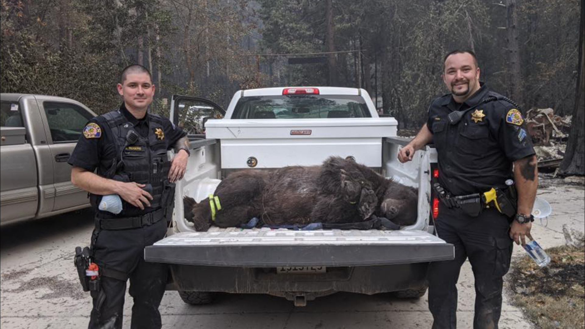 Rescue crews managed to reach the 350-pound carnivore and lugged the sleepy creature 100 yards through the forest to the warden’s vehicle.