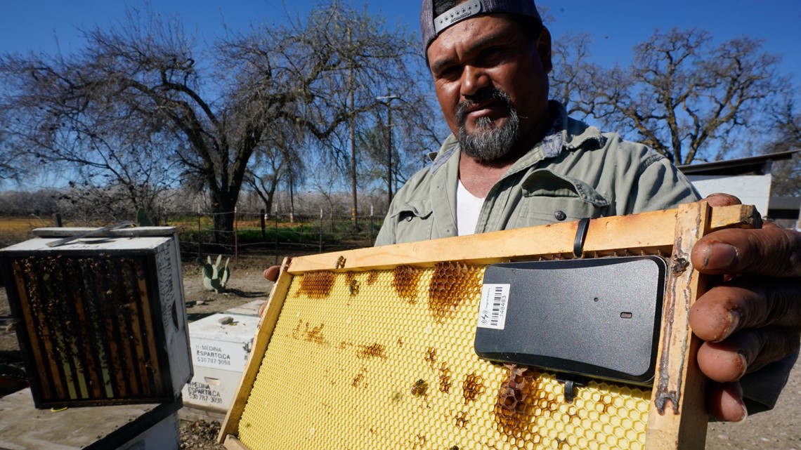 Beekeepers turn to anti-theft tech as hive thefts rise - Vimarsana News