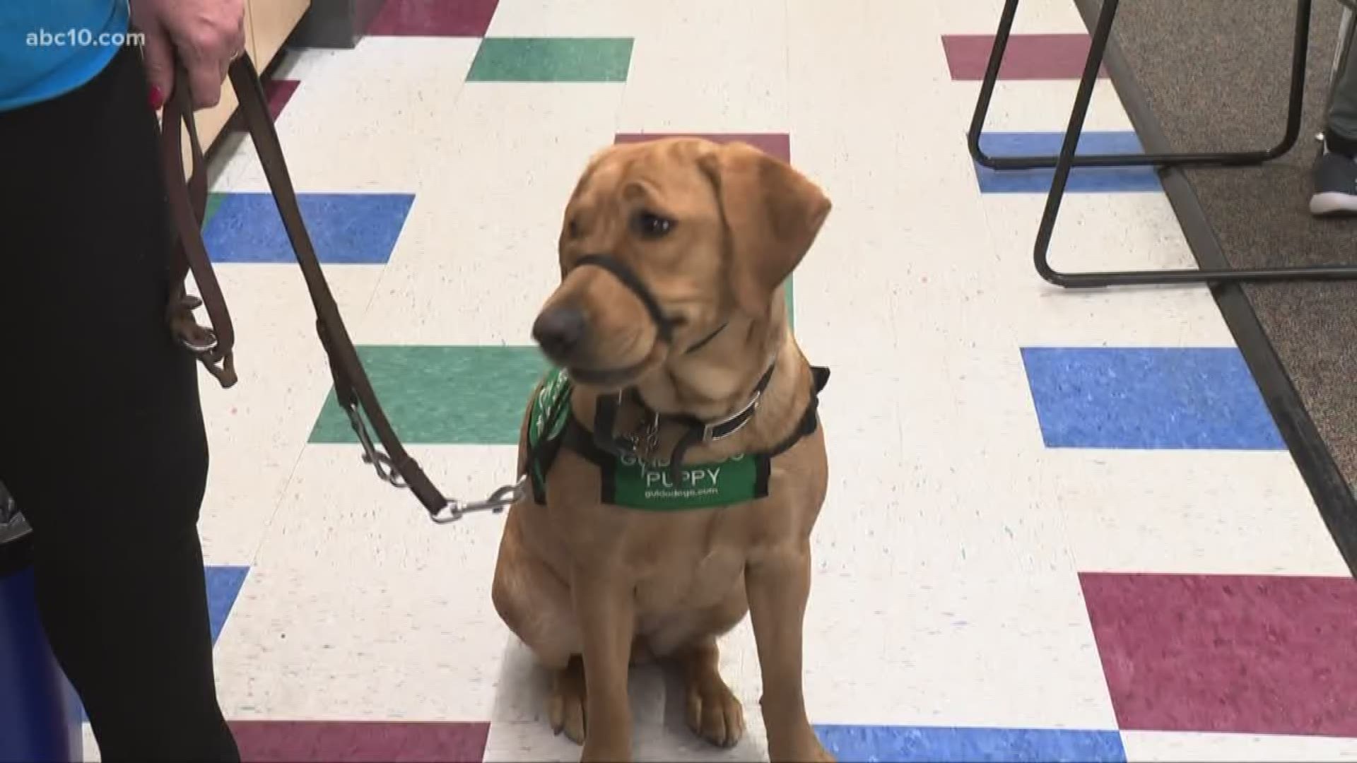 First and fifth grade students at Green Valley Elementary School have welcomed some furry, four-legged "students" onto campus and their classrooms.