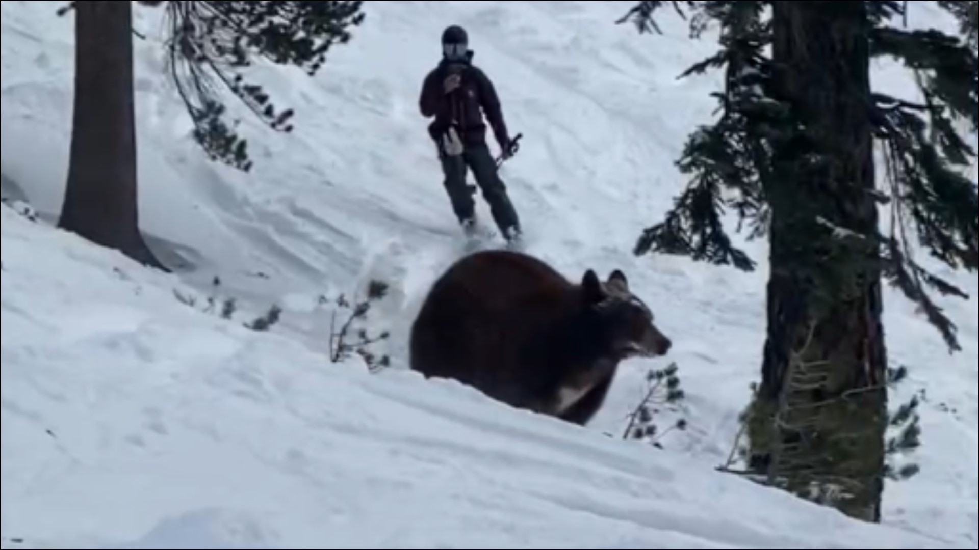 In a statement, Heavenly asked skiers and snowboarders to respect a bear's space if seen.