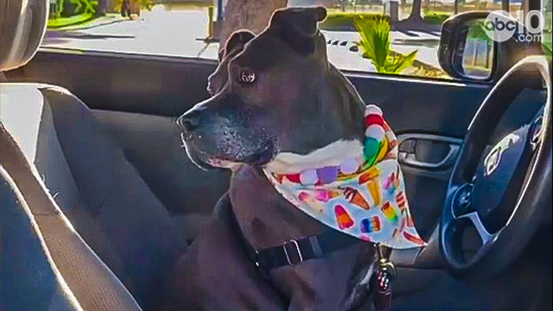 Pitbull mix adopted at Sacramento SPCA after half-year stay abc10
