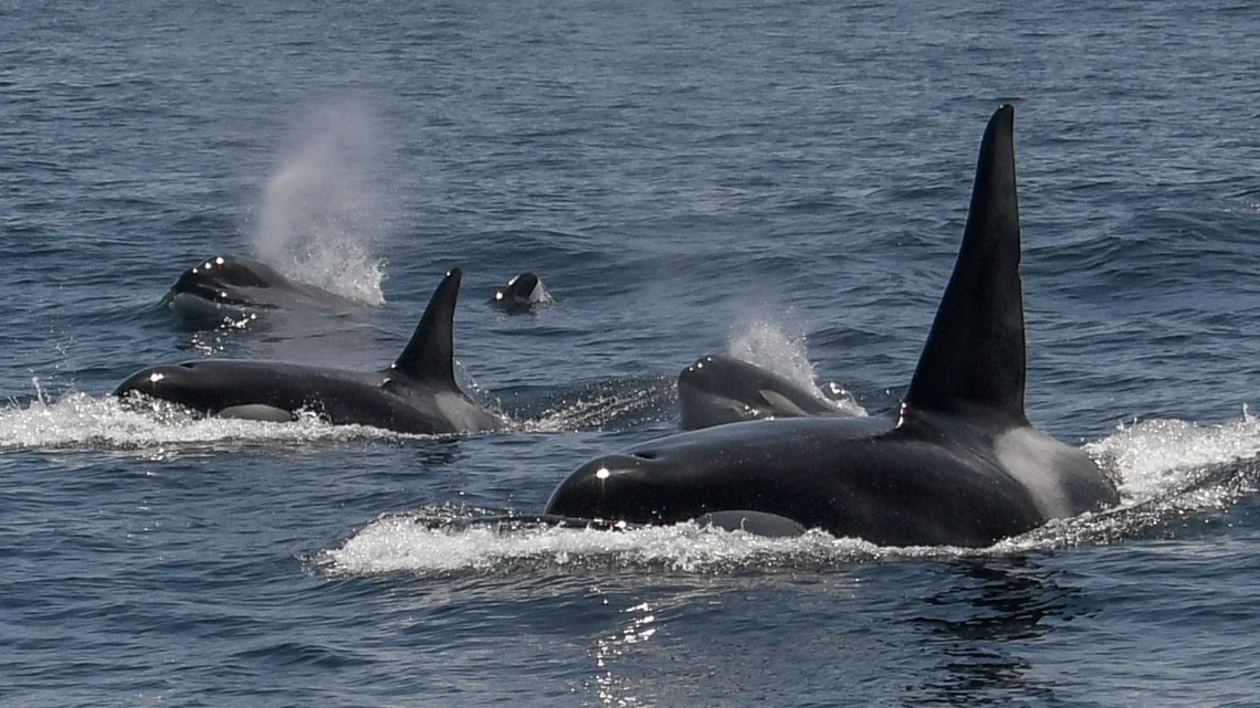 Tour spots at least 20 killer whales off San Francisco - Vimarsana News