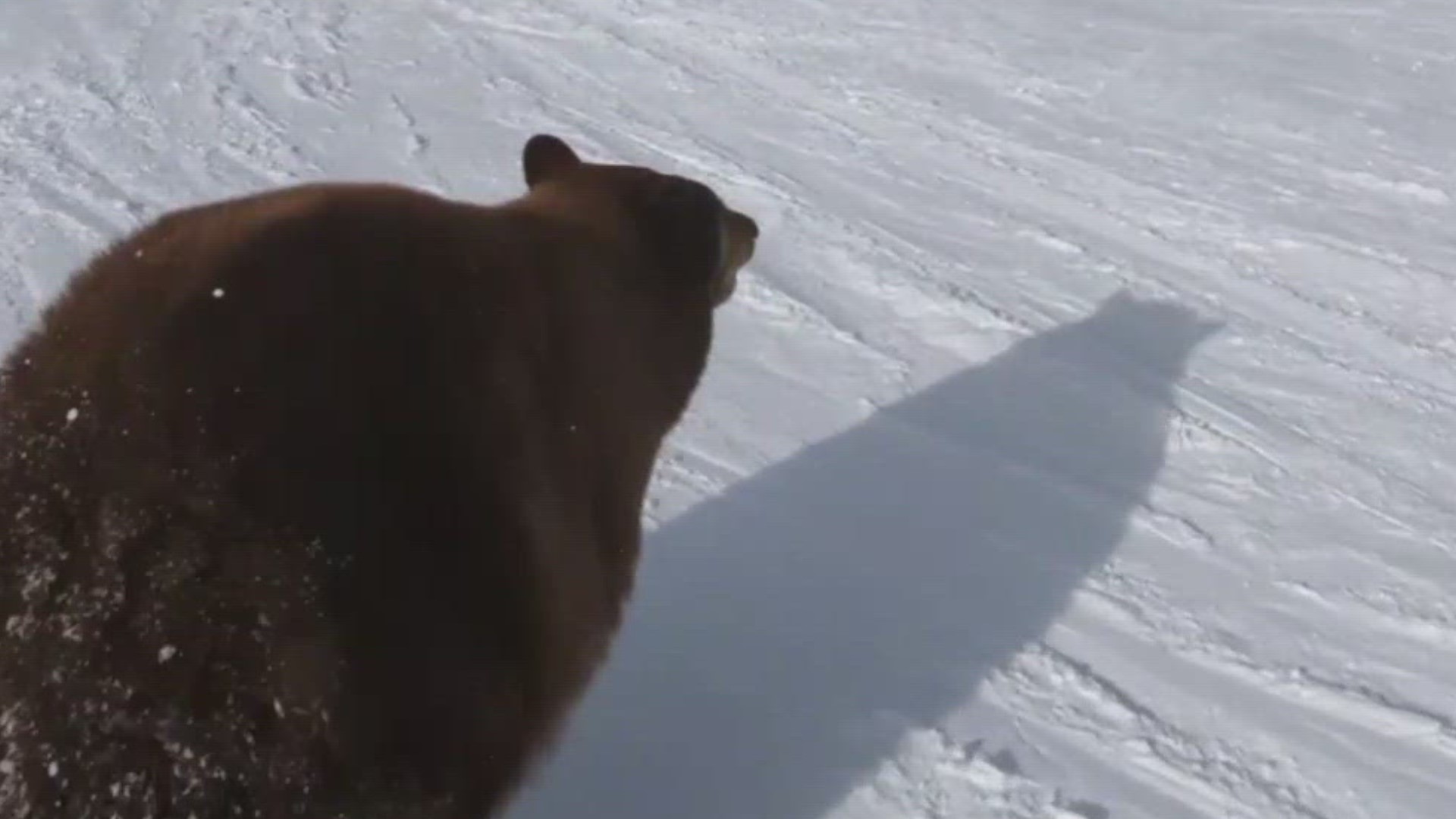 TikTok user @Tao7570 caught the moments a bear ran by him at Ridgerun Trail at Heavenly Ski Resort