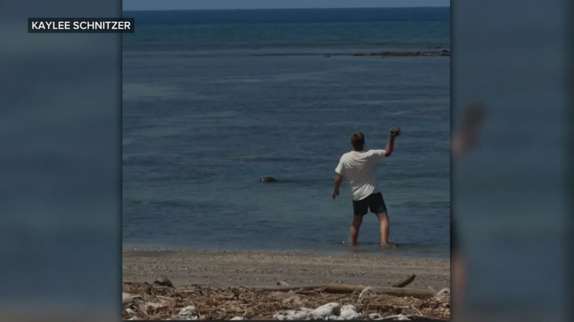 Hurled Rocks Man arrested after video shows a rock hurled at an endangered Hawaiian ...