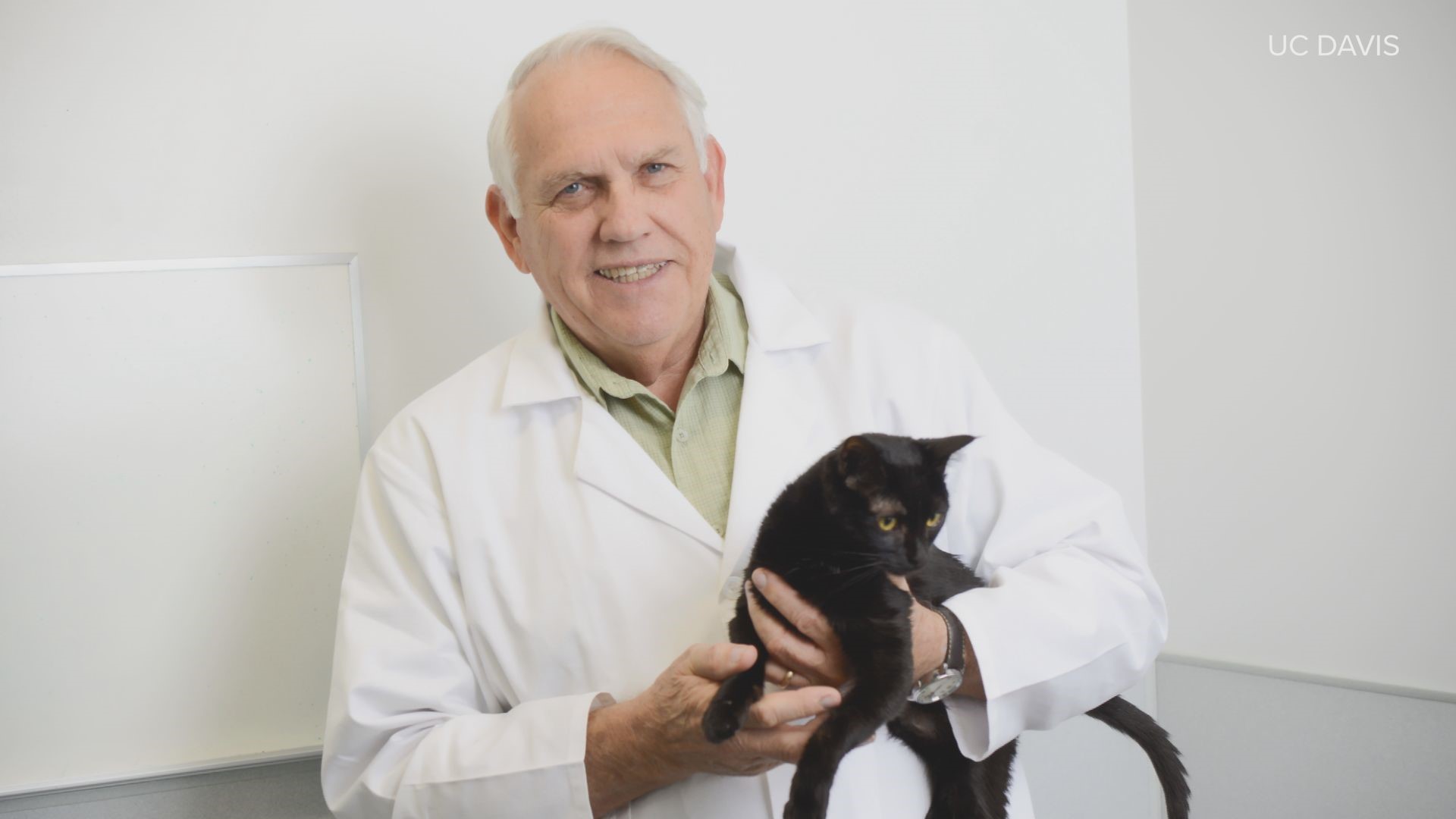 Dr. Niels Pedersen has spent 50 years studying the coronavirus, specifically a strain found in cats, called Feline Infectious Peritonitis or FIP, for short.