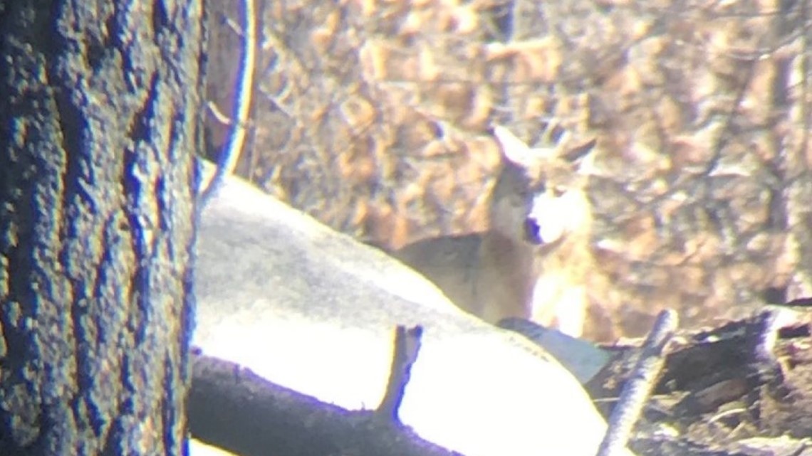 New gray wolf pack spotted in Tulare County - Vimarsana News