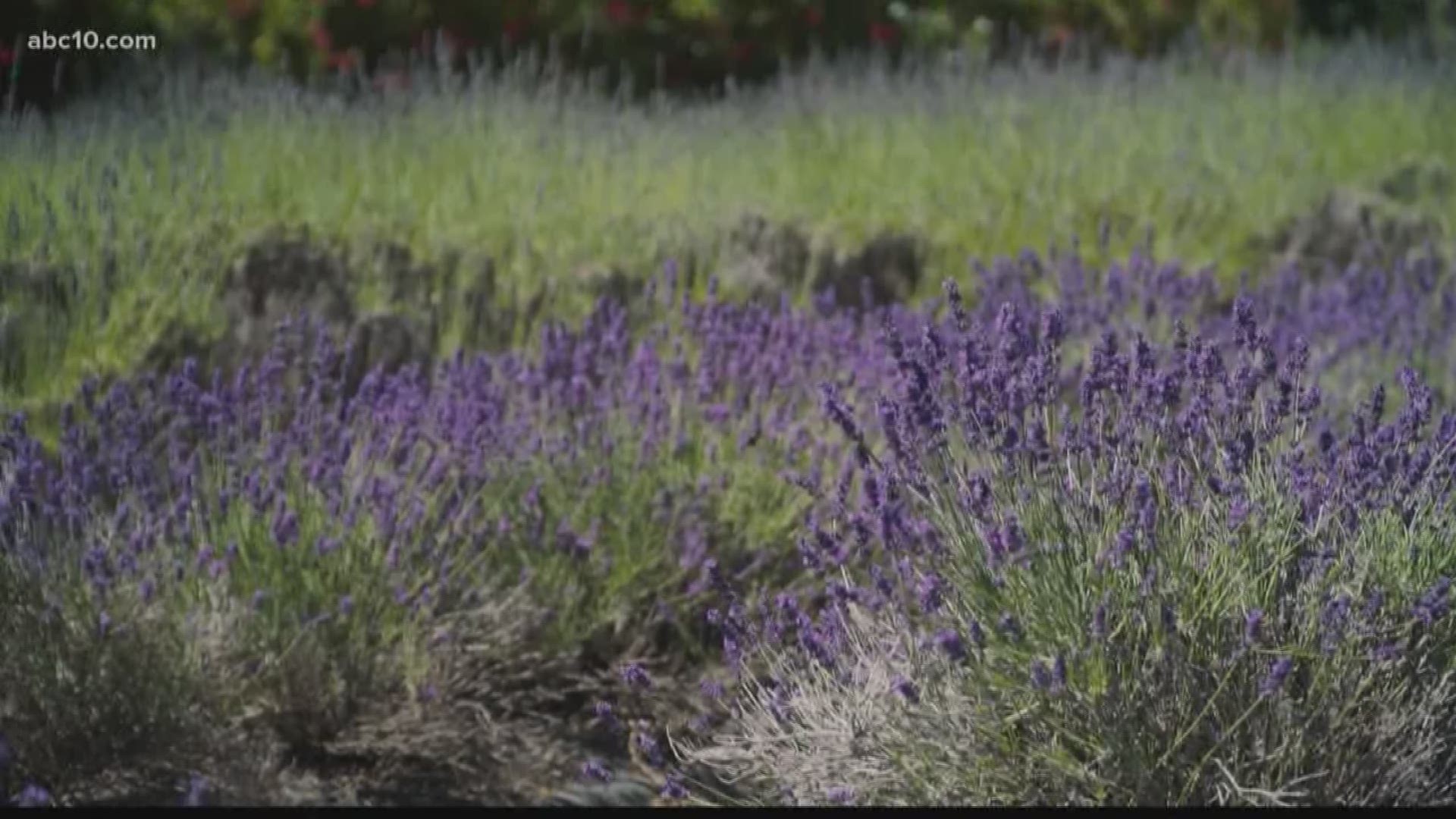 It's harvest season at Cache Creek Lavender Farm and the summer breeze is just in time for drying the flowers out. The fragrant flower reaches its peak in June. 