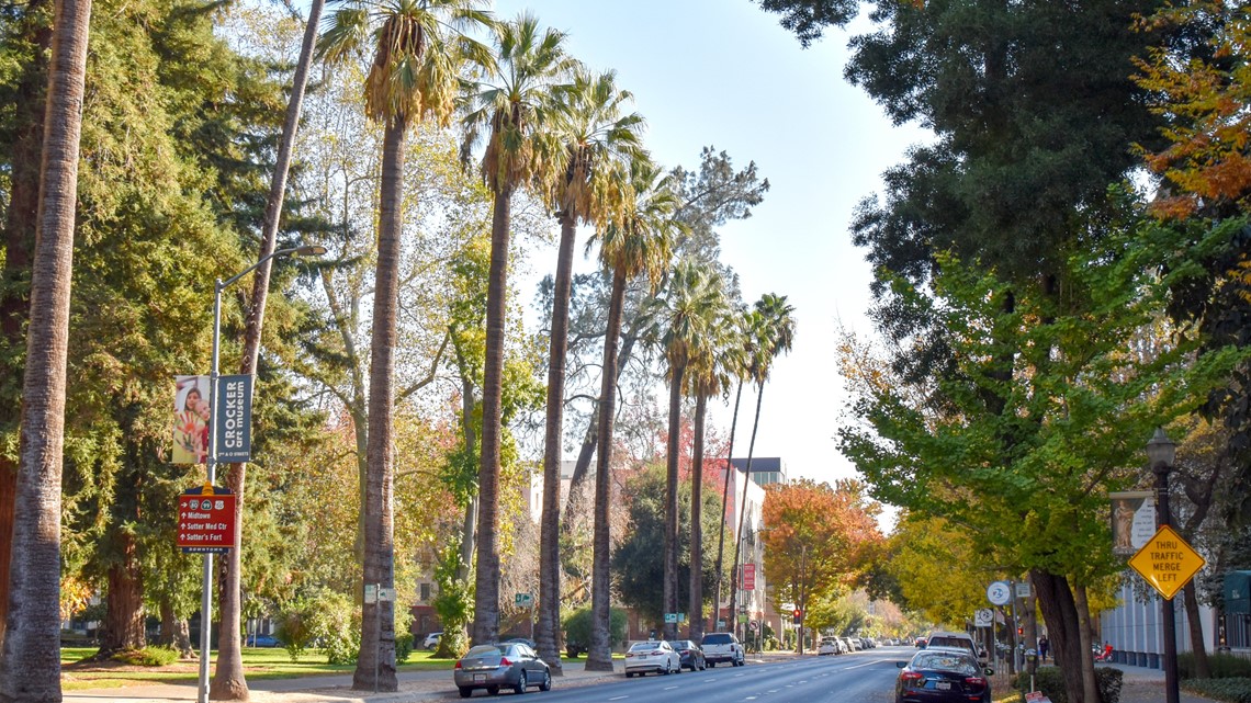 Sacramento's urban forests and their benefits, explained - Vimarsana News