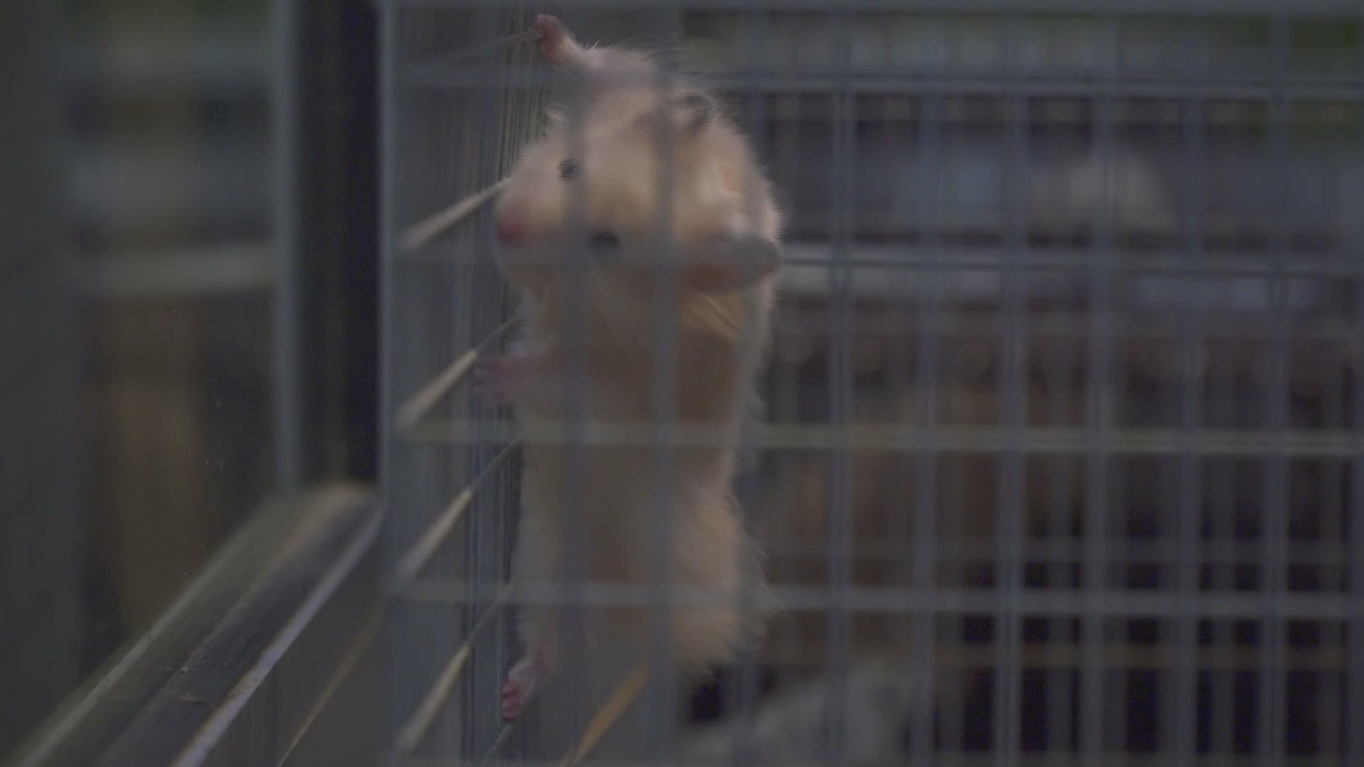 Bradshaw Animal Shelter is looking to rehome more than 50 hamsters that were abandoned near a pet store Tuesday. Two of the hamsters are pregnant.