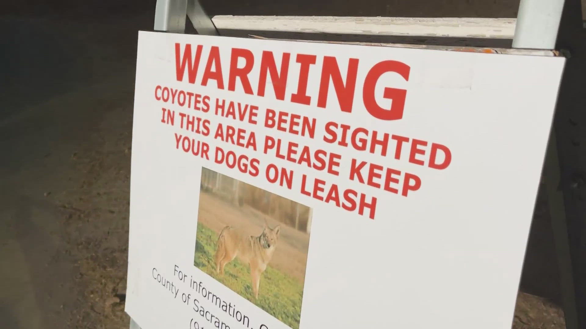 This week, new signs went up at Paradise Beach to let visitors know that coyotes have been spotted in the area. Rangers have increased patrols in the area.